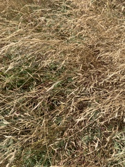 Deschampsia danthonioides