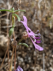 Clarkia xantiana