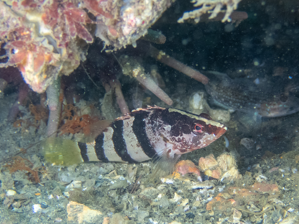 Banded seaperch (Hypoplectrodes nigroruber) — Serranidae