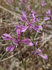 Clarkia xantiana