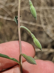 Clarkia xantiana