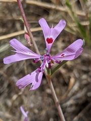Clarkia xantiana