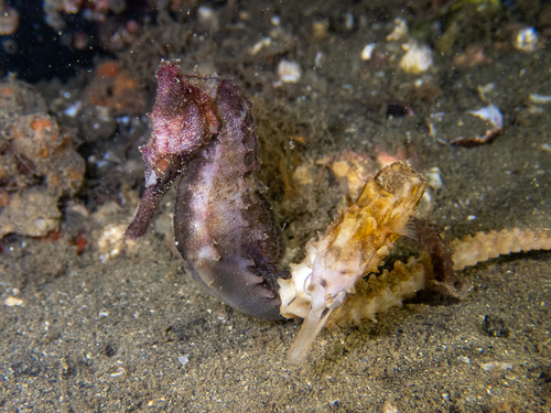Highcrown seahorse (Hippocampus procerus) — Syngnathidae — 3