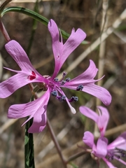 Clarkia xantiana
