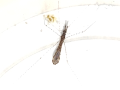 Empicoris rubromaculatus