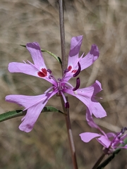 Clarkia xantiana