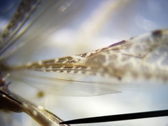 Empicoris rubromaculatus