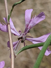 Clarkia xantiana