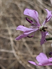 Clarkia xantiana