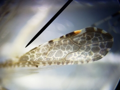 Empicoris rubromaculatus