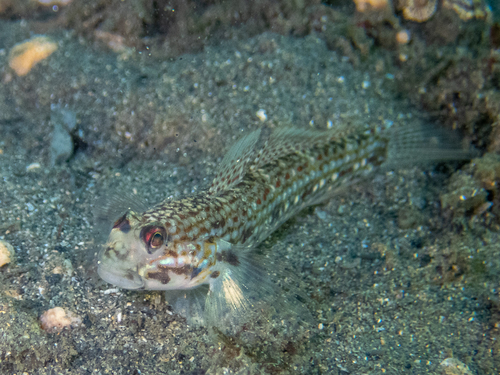 Hoese's sandgoby (Istigobius hoesei) — Gobiidae — 2