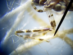 Empicoris rubromaculatus