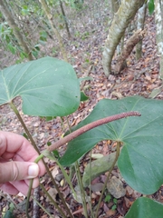 (c) Kurt Miller, some rights reserved (CC BY-SA) Anthurium cordatum, photograph (c) Kurt Miller, some rights reserved (CC BY-SA)