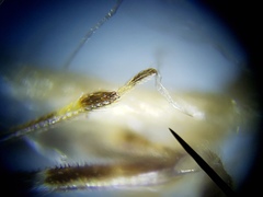 Empicoris rubromaculatus