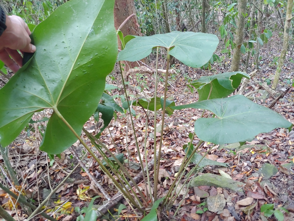 Anthurium cordatum; photograph (c) Kurt Miller, some rights reserved (CC BY-SA)