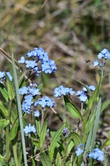 Myosotis imitata