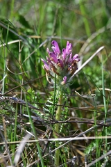 Pedicularis dasystachys