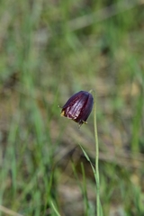 Fritillaria meleagroides