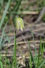 Fritillaria meleagroides