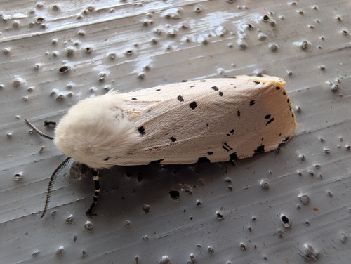 Salt Marsh Moth