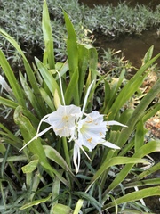 Hymenocallis coronaria