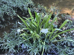 Hymenocallis coronaria