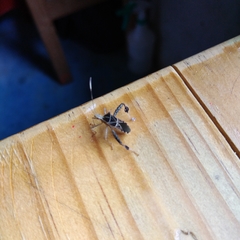 Leptoglossus talamancanus