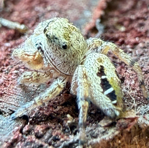 Pelegrina helenae