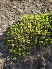Arctostaphylos nevadensis, photograph (c) tukule, some rights reserved (CC BY)