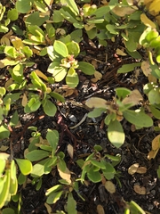 Arctostaphylos nevadensis, photograph (c) tukule, some rights reserved (CC BY)