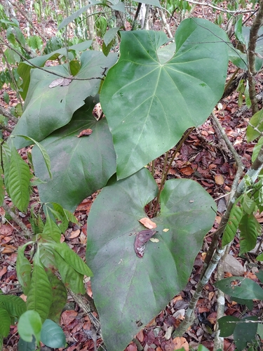 Anthurium cordatum