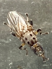 Tapeigaster cinctipes