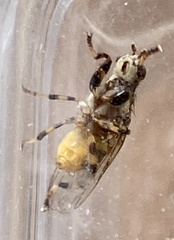 Tapeigaster cinctipes