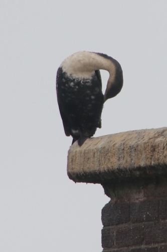 iNaturalist image