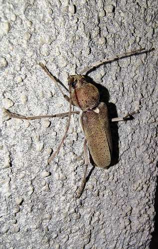 Hesperophanes sericeus