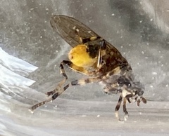 Tapeigaster cinctipes