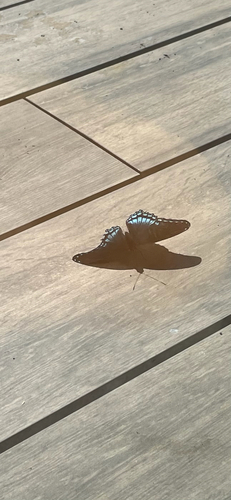 Red-spotted Admiral