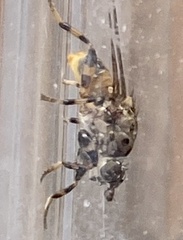 Tapeigaster cinctipes