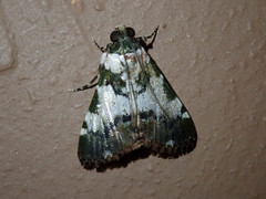 Termioptycha albifurcalis