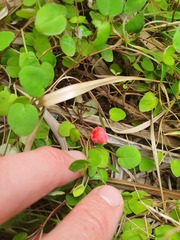 Fuchsia procumbens