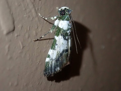 Termioptycha albifurcalis