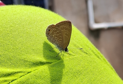 Common Ciliate Blue