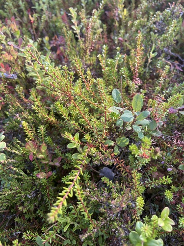 black crowberry