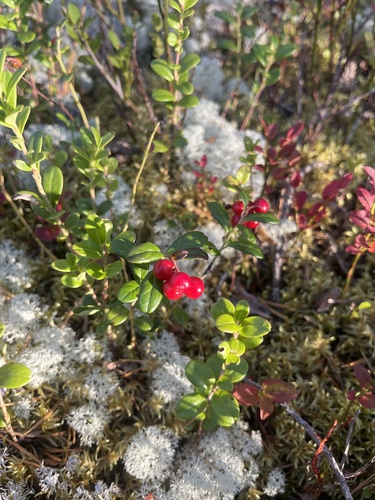 Lingonberry