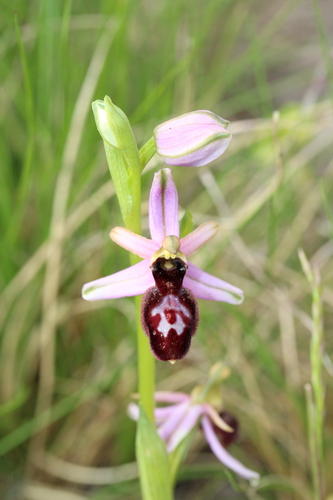 Ophrys bertolonii, photograph 6