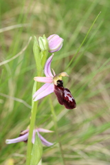 Ophrys bertolonii, photograph (c) Lídia Carrera, some rights reserved (CC BY)