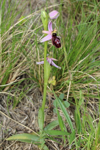 Ophrys bertolonii, photograph 5