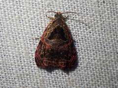 Theorica valuliae