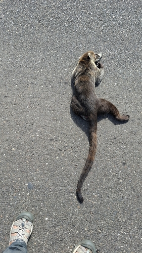 White-nosed Coati