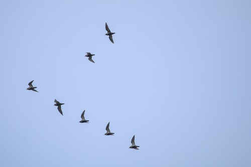European Golden-Plover